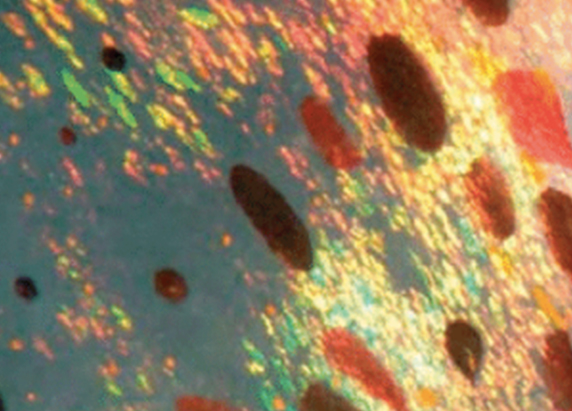 a close up of cephalopod skin. it's a bright blue shiny color, with speckles of dark red, brown, yellow and pink. from a different angle. the speckles are more oval