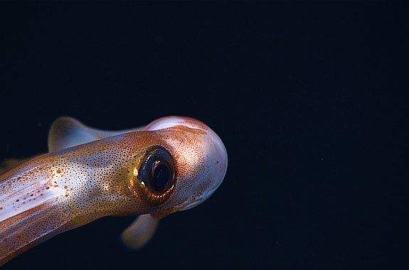 A Squid’s Eye View