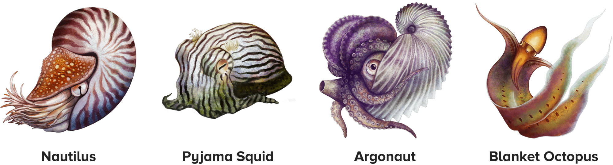 four illustrated cephalopods, including the nautilus, pyjama squid, argonaut, and the blanket octopus