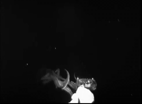 an animated gif of an eerie ghostly black and white thick tentacles coming out of the darkness in the ocean and wrapping around a lure
