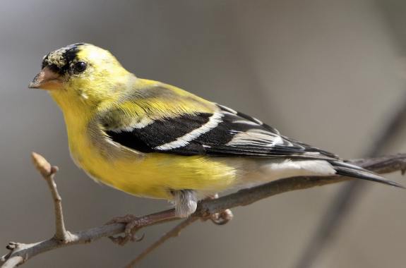 small yellow bird with black marking on its wings sits on a branch