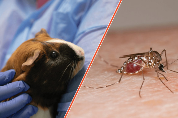 two photos cropped together side by side. on the left is a researcher cradles a guinea pig with brown and white fur. on the right is a mosquito biting human skin, its body filled with blood