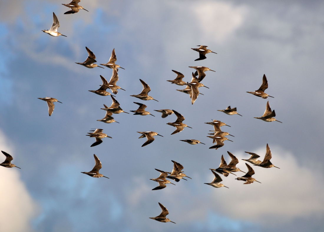 flock of roughly 30 birds flying in a group together against cloudy blue sky. the have large bills