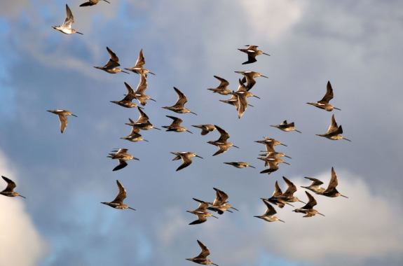 flock of roughly 30 birds flying in a group together against cloudy blue sky. the have large bills