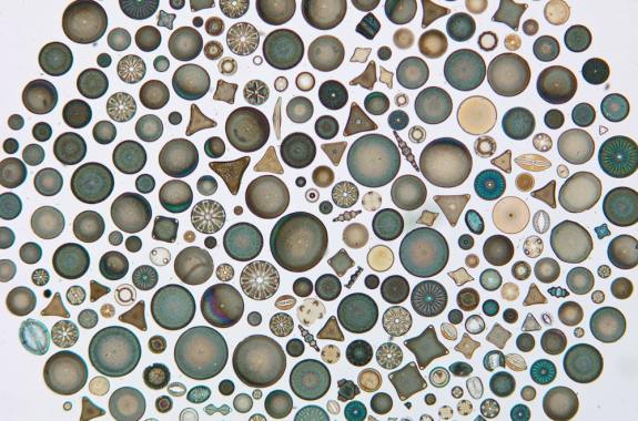 beautiful tiny colorful cells all of various shapes, from circular to triangular to square. they look like little beads you would put on jewelry