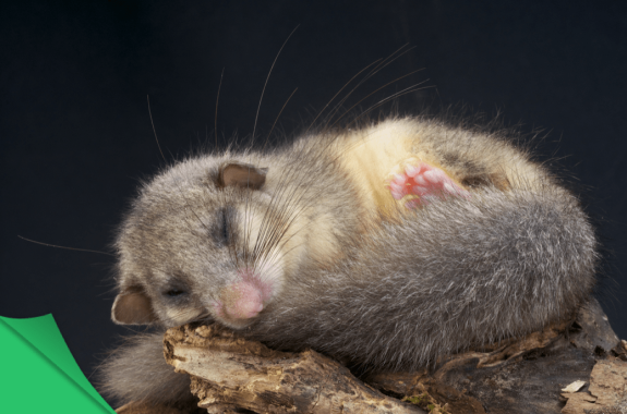 Do Edible Dormice Hold Secrets To The Fountain Of Youth?