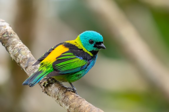 a small bird with fluorescent blue head, green and yellow wings sits perched on a branch and gazing at the camera