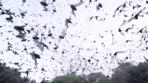 hundreds of bats swirling in a spiral