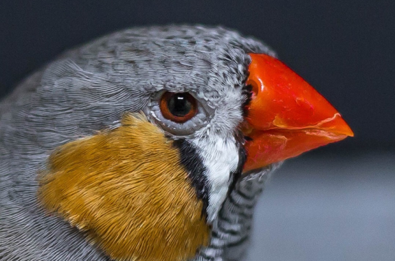 close up shot of a bird's face. it has gray on top of its head, yellow on its cheek, and a bright orange beak