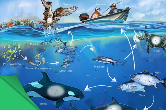 Pacific ocean food chain with microplastics shown: phytoplankton, shrimp-like creatures, small fish, mackerel, tuna, turtle, large sharks, and whale.