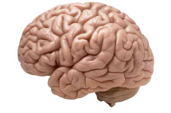 Human brain on white background