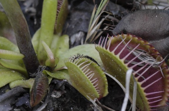the open mouth of a venus fly trap