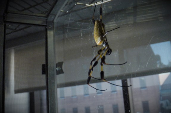 a large spider hangs from its web