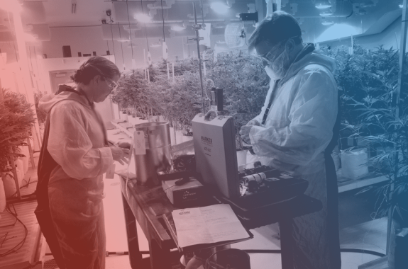 two people in labcoats standing in marijuana farm lab