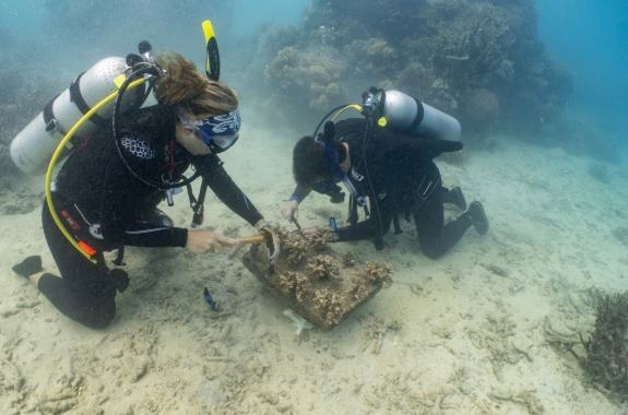 Divers taking notes underwater