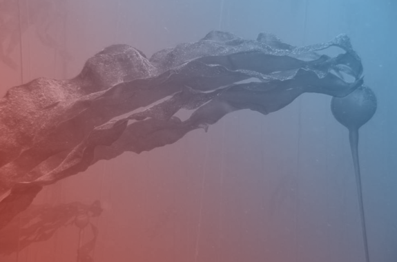 a stalk of kelp in the ocean with a blue and red filter over it