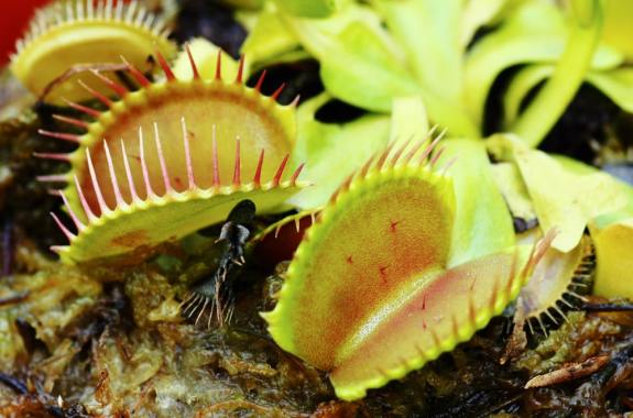 two venus flytraps with their spiky "mouths" open