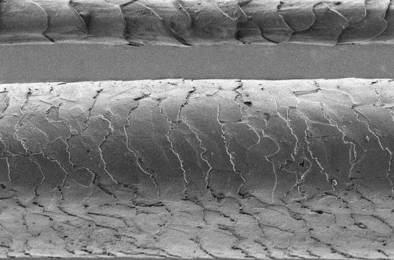 A scanning electron microscope image showing the difference in size and texture between a superfine Merino wool fibre (top) and a human hair