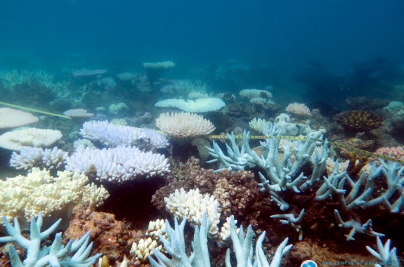 a coral reef that is mostly white