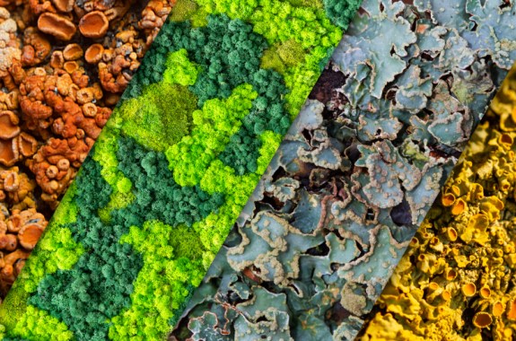 Take A Walk On The Lichen Side With SciFri In Portland, OR