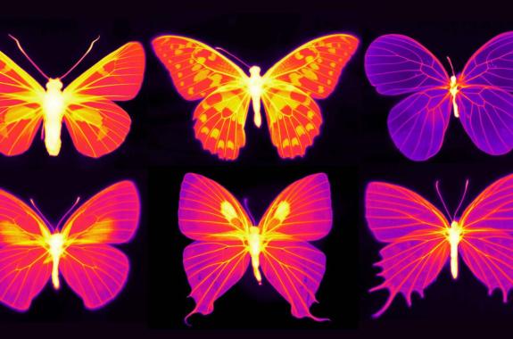 heatmaps of six butterflies