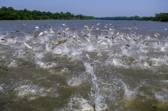Flying Asian carp massively jump out of the water