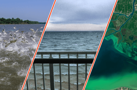 a collage of three photos. on the left are fish jumping out of water, in the middle is a balcony overlooking a lake, and the right is a satellite image of an algal bloom in a lake