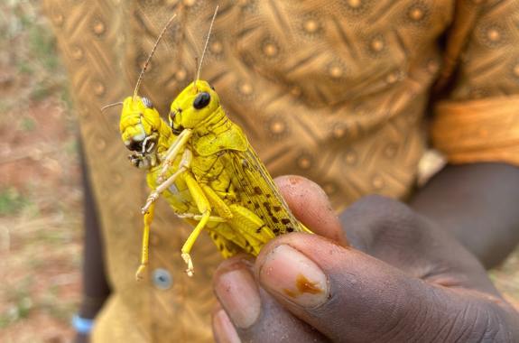 a man holds two yellow locusts