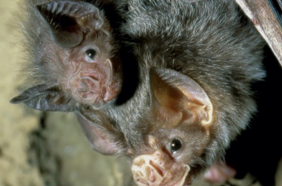 two bats nestled together in a cave
