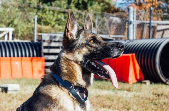 a german shepard with its tongue hanging out