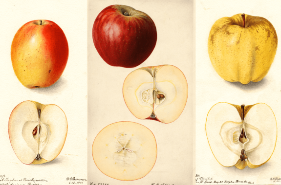 three watercolor paintings of apples that each show the apples cut in half. on the left is a orange-red apple. in the middle is a bright red apple. on the right is a yellow apple speckled brown