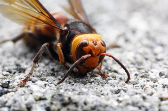 a close up of large hornet on a gravel road