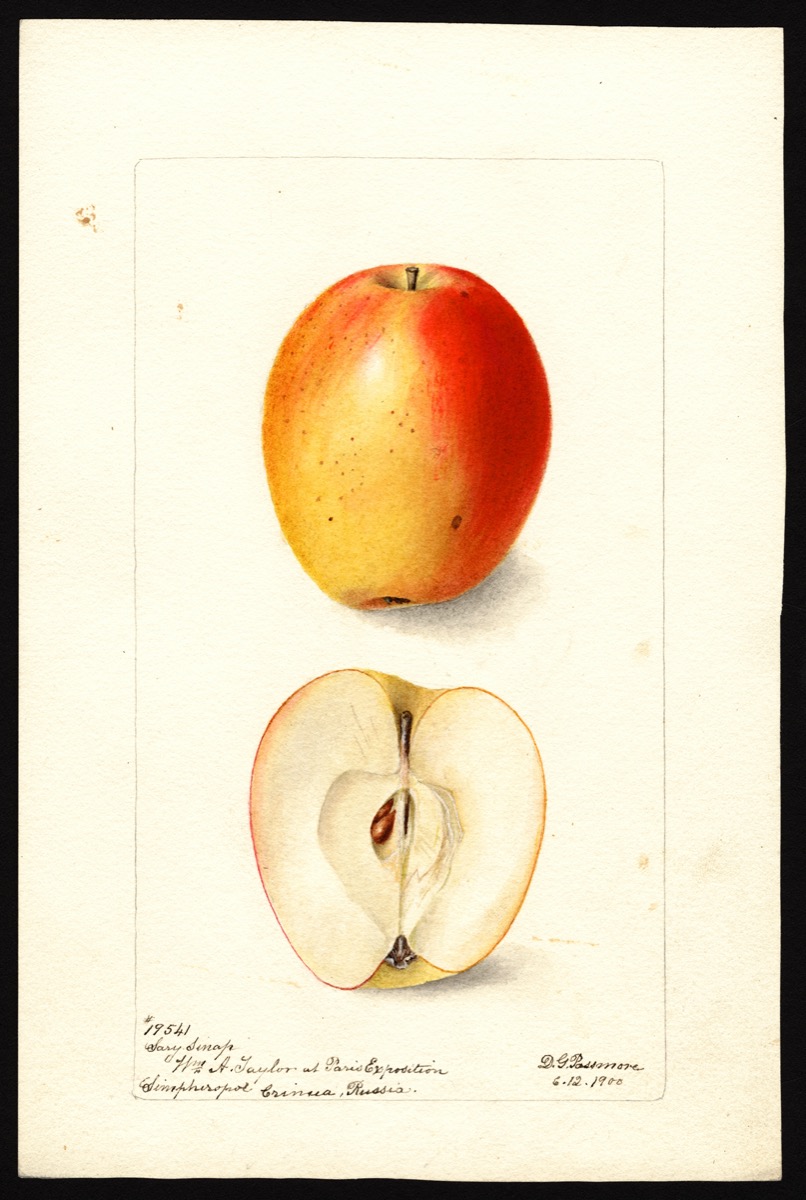 watercoloring of a bright orange and yellow apple that is slightly narrow in shape. below it is shown cut in half, showing its core and seeds
