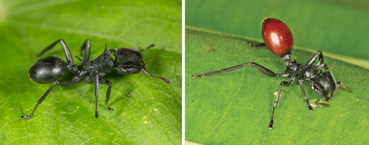 two images. on the left is a picture of a black ant on a leaf on all six legs. on the right is a picture of the same species of ant with its abdomen colored bright red and the ant raising its abdomen up in the air