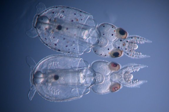 two transparent squids next to each other. one has small black spots, the other does not because gene editing