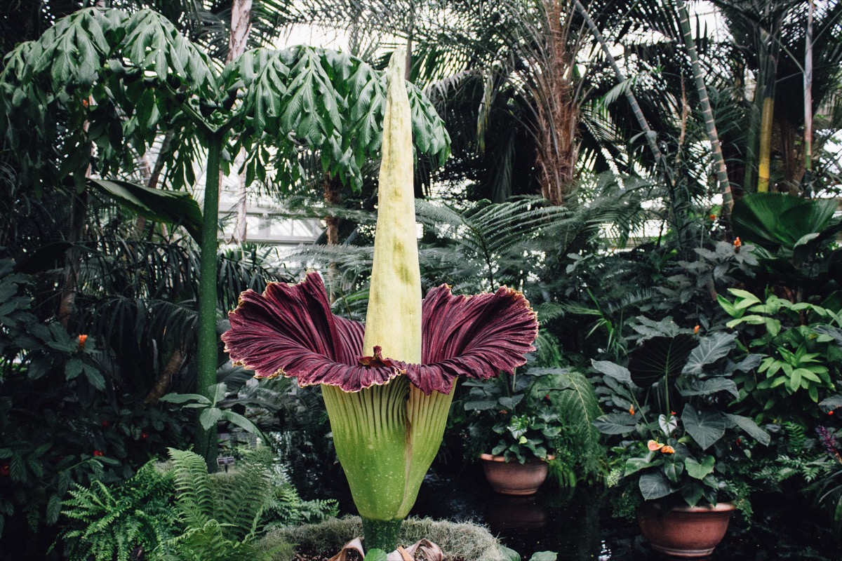 a large plant, the corpse flower, that has two large leaves opening up revealing purple on the inside. coming out of the opening is a large cone structure.