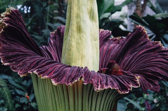 a close up of an opened corpse flower, which has two large leaves opening up to reveal a purple color on the inside. from the center a large pillar cone shape sticks up