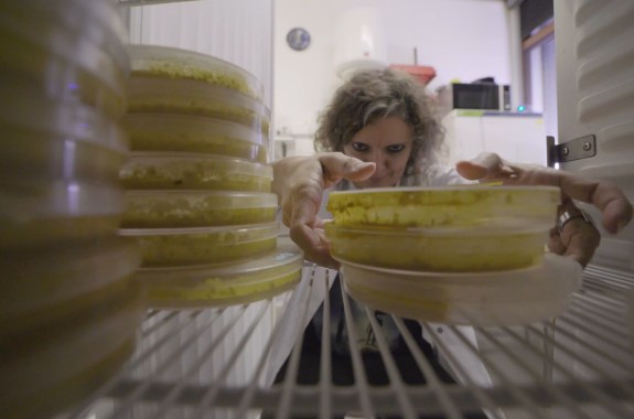 a woman reaches inside an incubator filled with petri dishes of yellow slime mold
