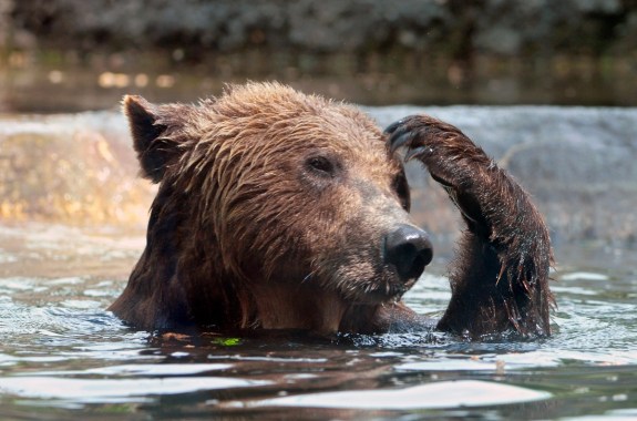 a brown bear in the water raising one of its fore paws to scratch its head