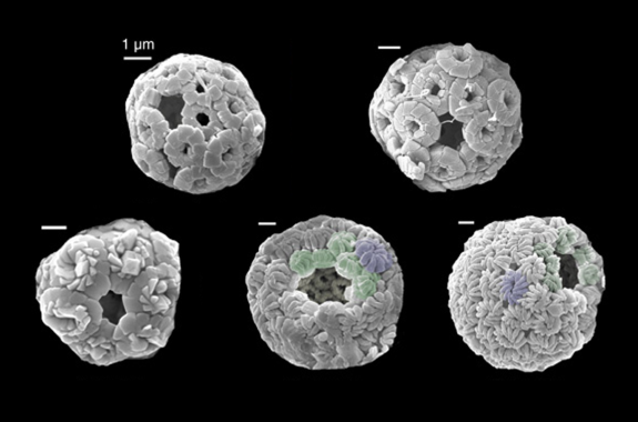 five scanning electron microscope images of spherical objects that show a hole in each of them. they are nanoplanktons