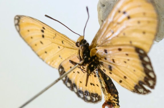 a pinned butterfly positioned with its abdomen facing upwards. you can see a two pronged wavy structure jutting out from its lower abdomen