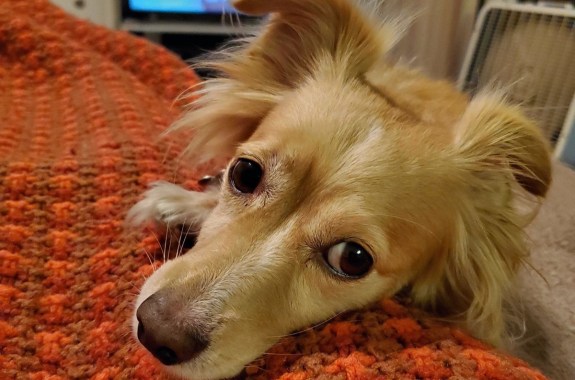 a dog with floppy ears looks up at the camera with big eyes