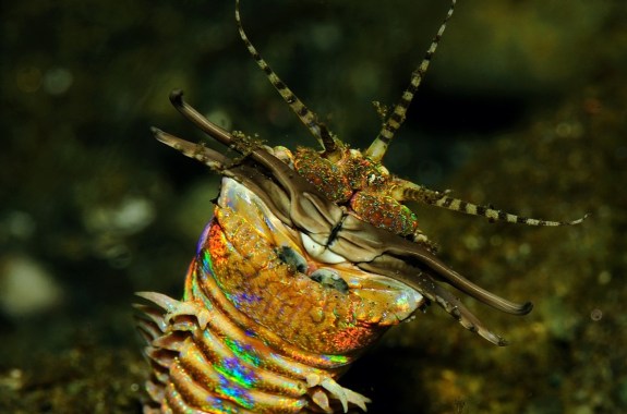 a rainbow colored spindly worm