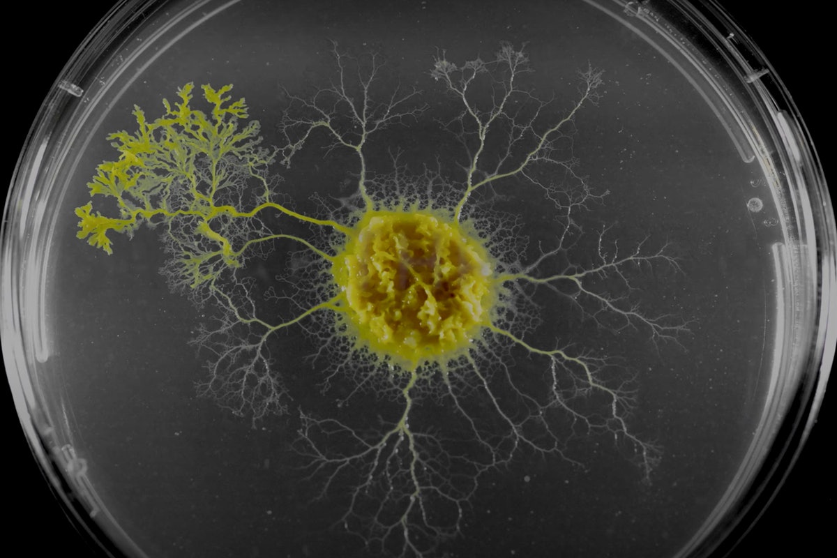 a yellow blob that is branching out and growing on a petri dish