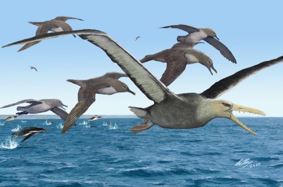 a colored illustration of large seagull-looking birds with larger longer beaks with teeth. the flock flies over water