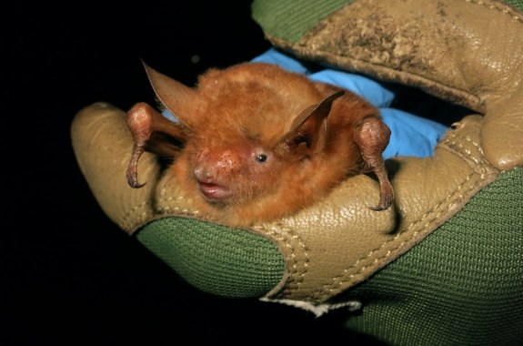 a close up of a bright orange fluffy bat held in gloved hands of a researcher