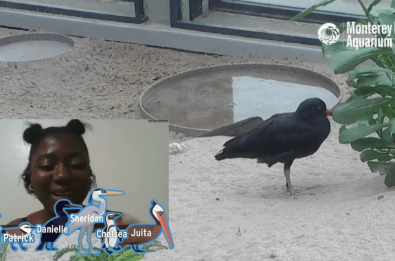 a screenshot of a live stream birding event. in the left corner is a small video screen of a black woman in front of a bunch of illustrated birds. in a larger video window behind her is a black bird with a small narrow beak