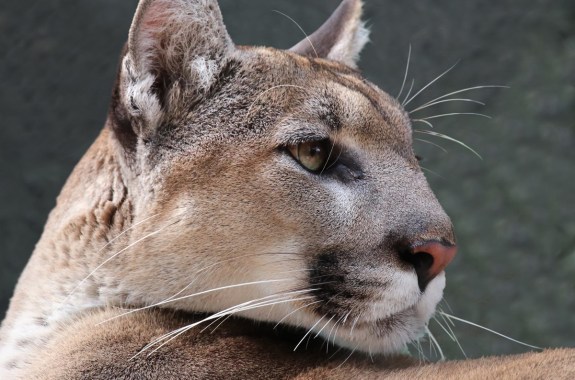 a close up of a florida panther