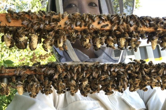 a researcher in a beekeeping outfit stands behind two wooden beams covered in bees and small honey combs