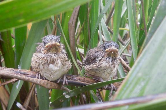 two small birds with feathers that appear slightly damp sit on branches and among blades of grass